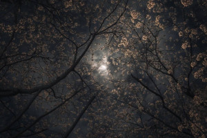 传奇再续！F1意大利站，蒙扎赛道见证红色信仰！